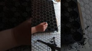 Семена помидор на рассаду.Волгоградский помидор на рассаду.