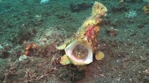 Самые Страшные Морские Чудовища Которые Реально Существуют