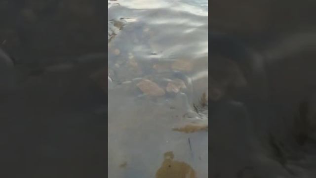 Первый пуск мотопомпы Carver cgp3050h и эжектора в связке с пвх шлангами и пожарным рукавом.. смотреть онлайн