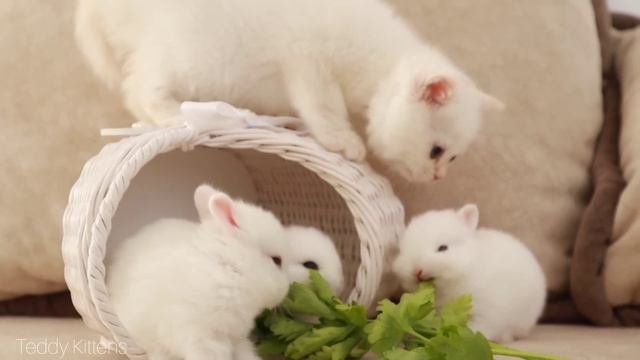 White Kitten And White Tiny Bunnies ? | It's So Сute! ?