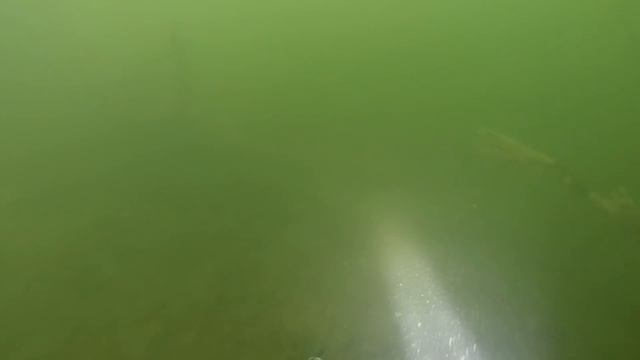 СУДАКИ гуляющие в корягах.подводная охота видео 2016 смотреть онлайн