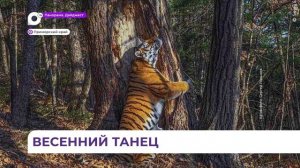 Таёжный танцор попал в фотоловушку в приморском национальном парке «Земля леопарда»