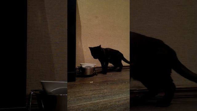 Говорящая кошка смотреть онлайн