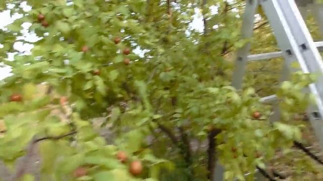 Собираем урожай. Зизифус, унаби, китайский финик, жожоба смотреть онлайн