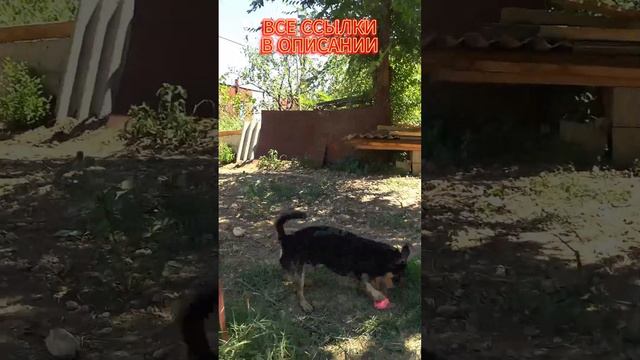 Деревенский пес, которому прощается все...