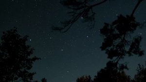 Музыка для йоги и медитации с звуками ночного леса.