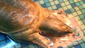 ТРИОНИКС СПЕР КУСОК КУРИЦЫ! Наблюдаем как ест китайский трионикс!