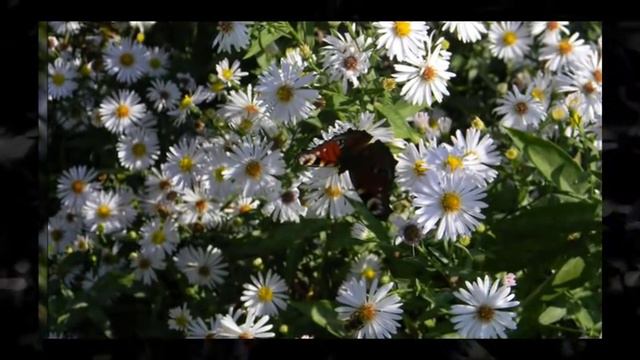 Станислав Лемешкин. Потерянные крылья. смотреть онлайн