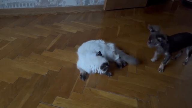 Адриано и кошечка Луна ,выпускник питомника чихуахуа Кастропуло Крым из Москвы смотреть онлайн