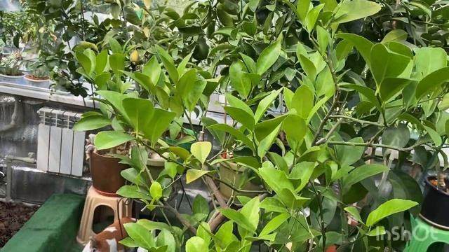 Тем временем "в домике для цитрусов " всего, много, разного)) смотреть онлайн