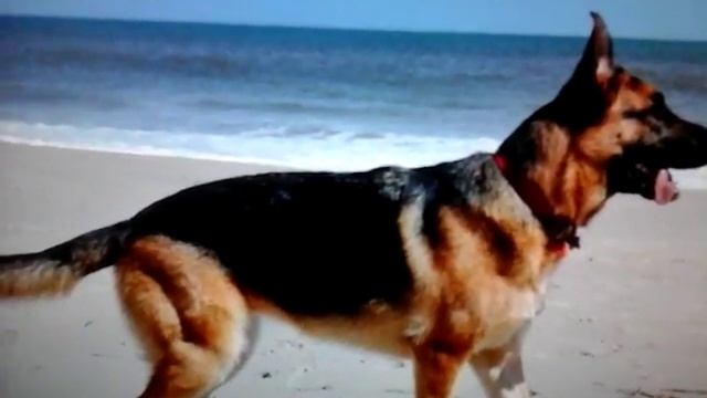 Немецкая овчарка смотреть онлайн