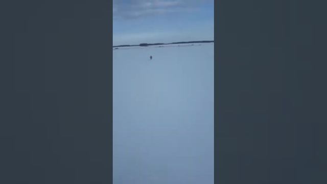 На буране за лисой. смотреть онлайн