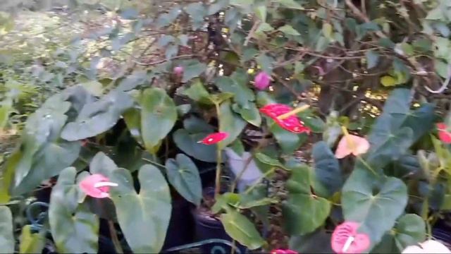 Anthurium | ‘Red Flamingo’ смотреть онлайн