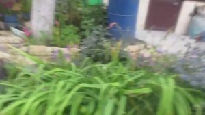 Цветы на садовом участке на Урале.