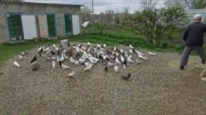 Дрессировка голубей!