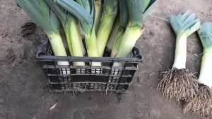 Уборка лука порей в конце декабря. Как получить свежайший лук порей к Новому году и Рождеству.