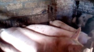 как едят поросята