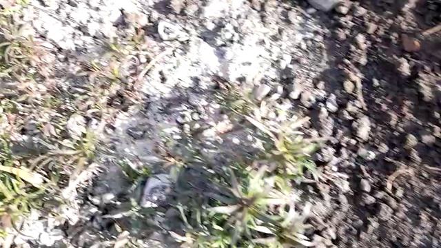 #шиловидныйфлокс #осенью /Как подготовить шиловидный флокс ( лат. phlox subulata) к зиме на Урале. смотреть онлайн