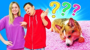 Собака ищет КЛАД! Смешные видео с корги и дрессировка собак с Машей и Федей!