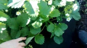 Калийная подкормка Клубники
