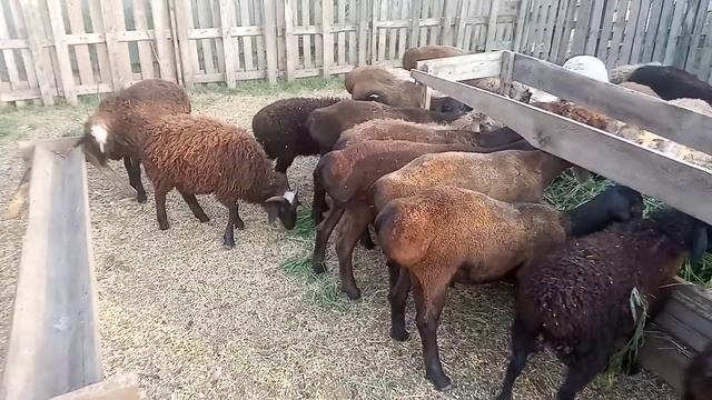 гиссарские и помесные ягнята кормление