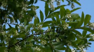 Carpenter Bee Inspects Flower Buds of Broad-leaf Privet