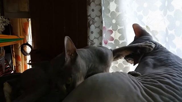 Прикол с кошками. Ты зачем меня за ухо укусил? смотреть онлайн