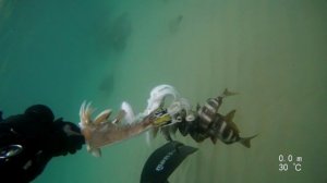 Подводная охота.