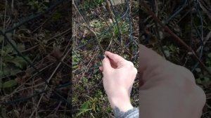 Весенняя обрезка молодого куста клематиса Вероника Чойс