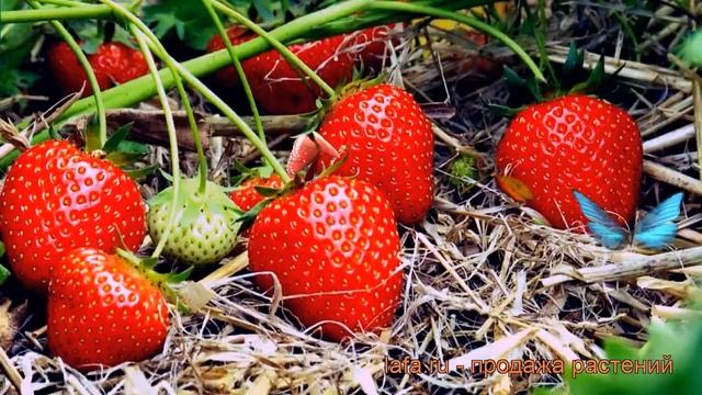 Земляника садовая Берегиня (bereginya) ? обзор: как сажать, рассада земляники Берегиня смотреть онлайн