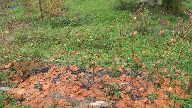 Куст Коринки русской до обрезки смотреть онлайн