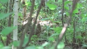 Как я потерял свой ТЕЛЕФОН. Поиски телефона на природе.