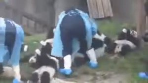 Маленькие панды пьют молоко