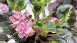 African Violets Blooming in July 2023