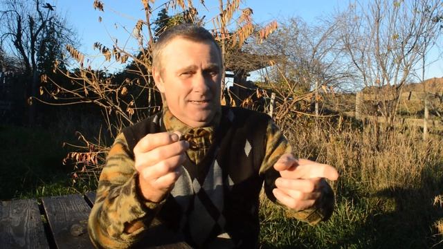 Имаго медведки. Нескучная жизнь. смотреть онлайн