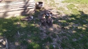 КАК ВЫГОДНО ВЫРАЩИВАТЬ ДОМАШНЮЮ ПТИЦУ? /ПОЧЕМУ Я ВЫБРАЛА ЭТОТ СПОСОБ?