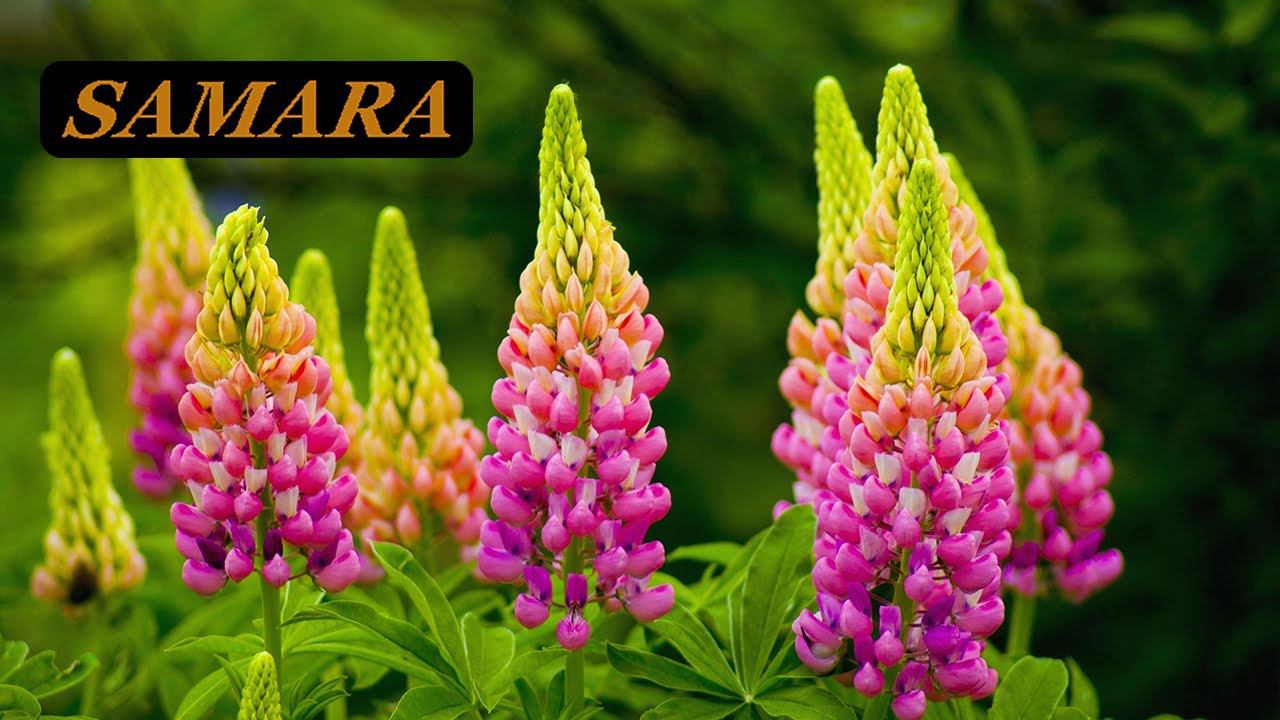 Ботанический сад. Самара. Люпины. Начало июня 2022.  Botanical Garden. Samara. Lupines. In June 2022