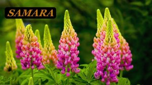 Ботанический сад. Самара. Люпины. Начало июня 2022.  Botanical Garden. Samara. Lupines. In June 2022