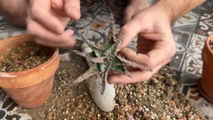 Грунт для суккулентов по рецепту Мастера Георгия — итоги эксперимента