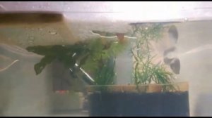 нерест мраморных гурами