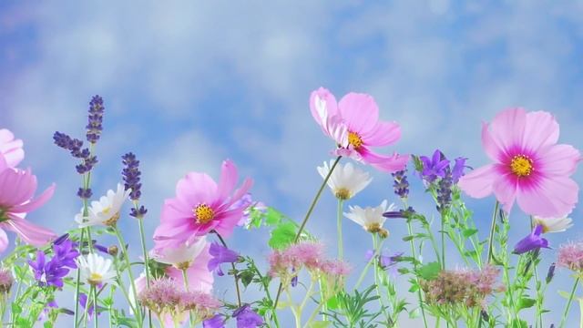 Спокойная Музыка Для Сна Для Снятия Стресса Медитации Массажа- Deep Sleep Music - Background Music смотреть онлайн