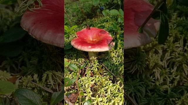 Сыроежка болотная.Russula paludosa .