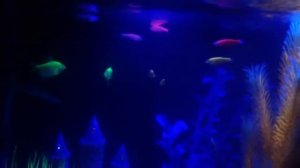 Glofish in the dark