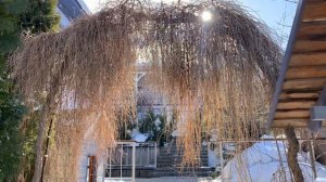 Сказочная арка из лиственницы плакучей! Учитесь прививать! Создавайте сказку!