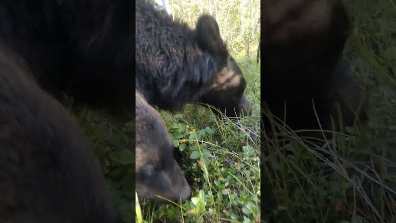 Медведи пришли проверить ягоду.