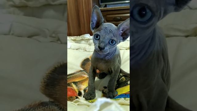 котёнок канадский сфинкс- голубоглазое чудо 😍
