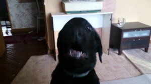 Щенок лабрадора лает