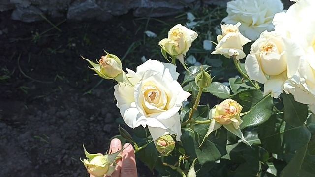 Белые розы. Шниивальцер и Ирина. #розы #белыерозы #розывсаду #обзорсортовроз