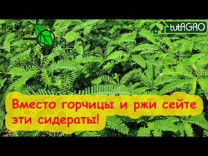 МОЩНЫЙ СИДЕРАТ ДЛЯ ОЧИСТКИ ОГОРОДА. Вместо горчицы и ржи сейте мощный сидерат! Очистка фитофторы.