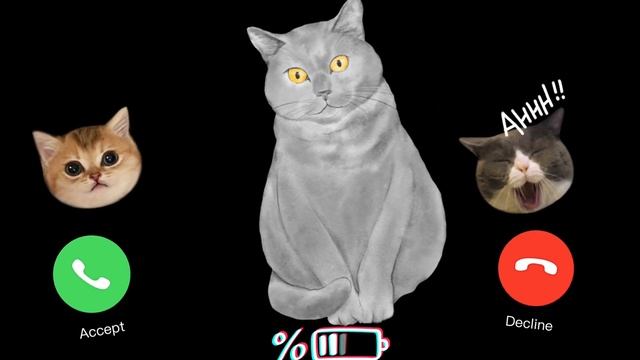 EP.138 Apple Ringtone ?16:55 , cats , iphone pro , iphone , Cat Ringtone 11:00 #iphone #cat смотреть онлайн